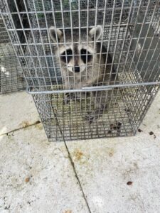 raccoon removal 