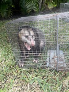 possum removal