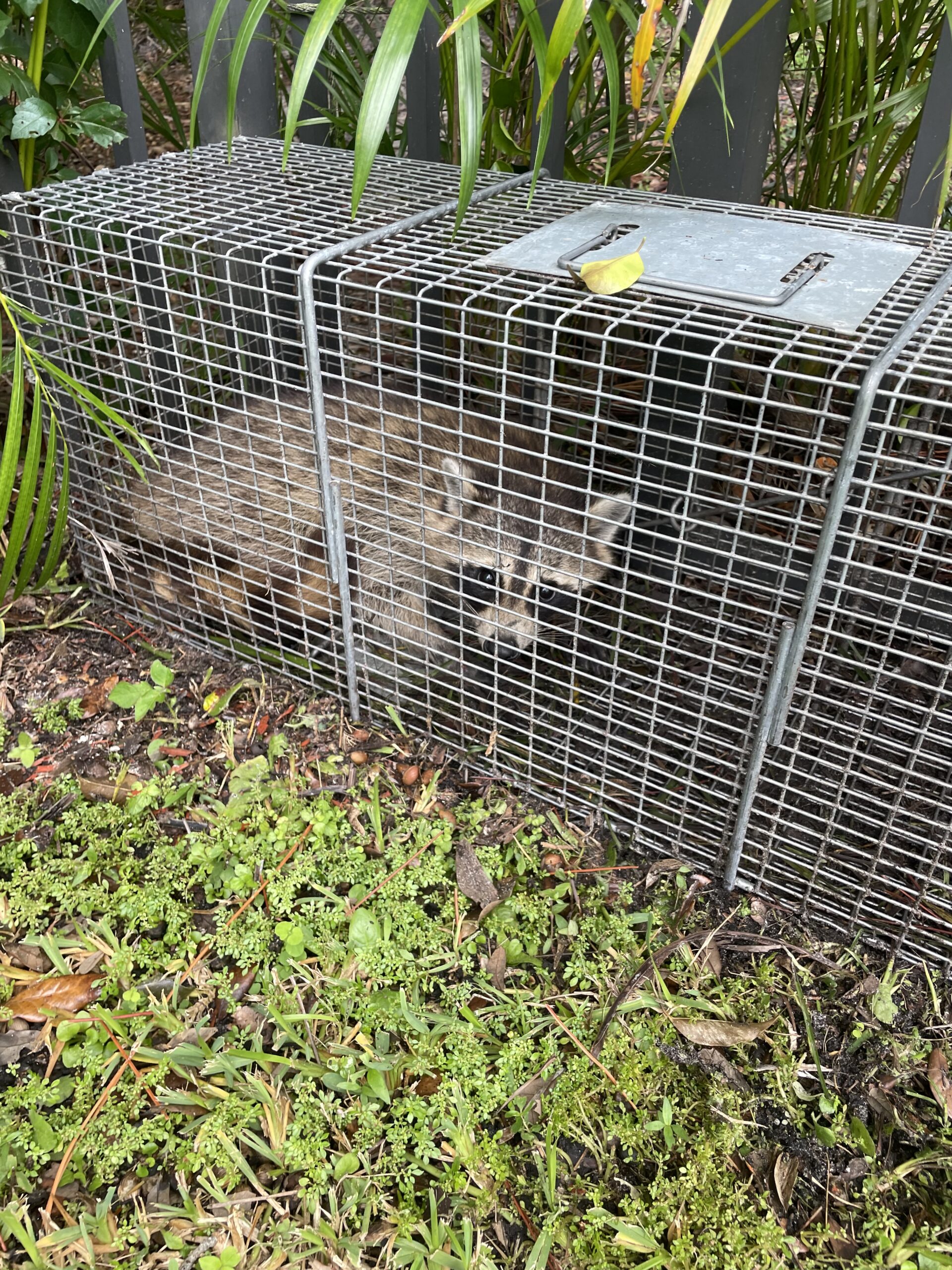 Rodent Removal Near Me