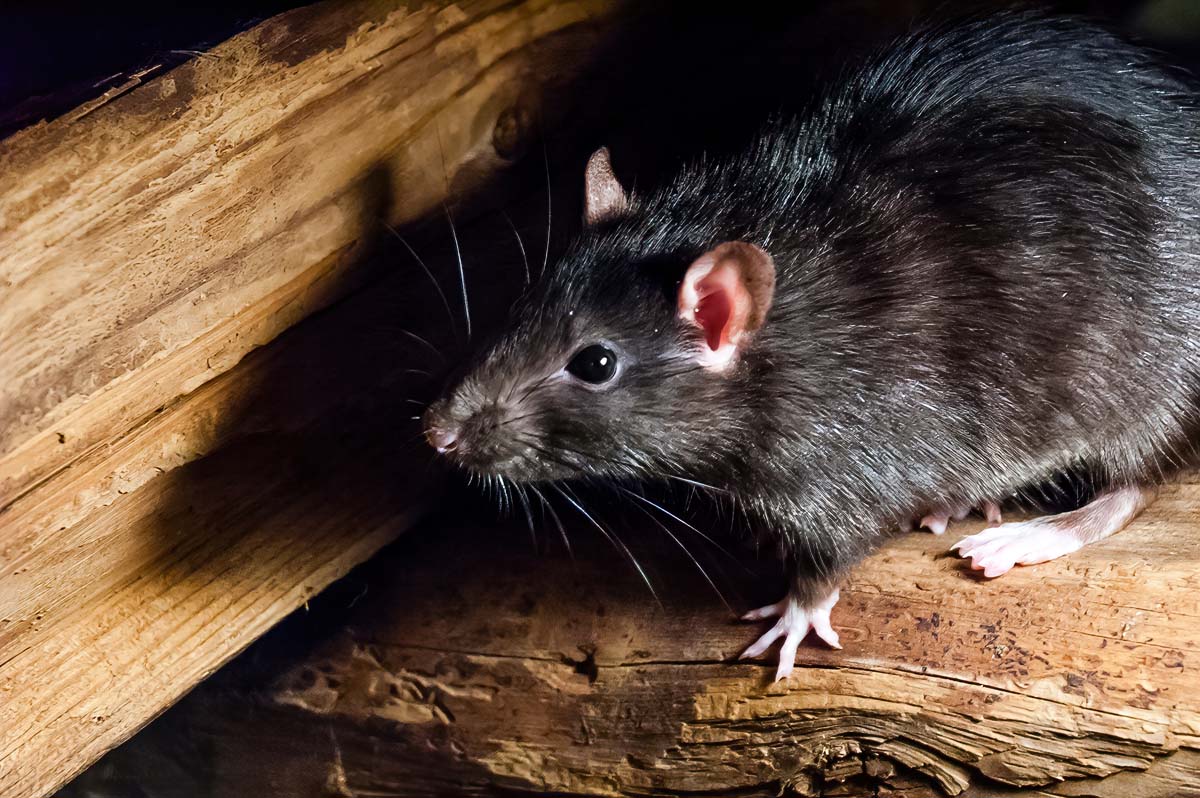 Rat Removal West Palm Beach